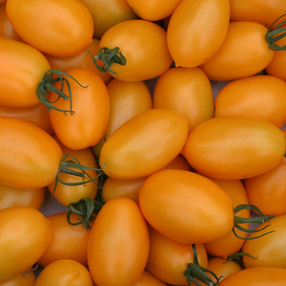 Pomodoro datterino giallo - Vendita ortaggi sicilia - MediVegetalFruit.com